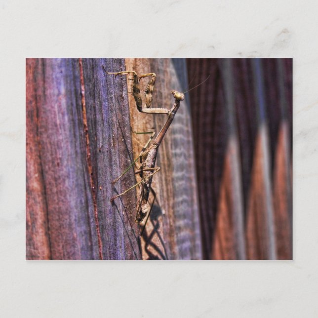 Praying Mantis Vykort (Framsida)
