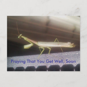 Praying Mantis Vykort