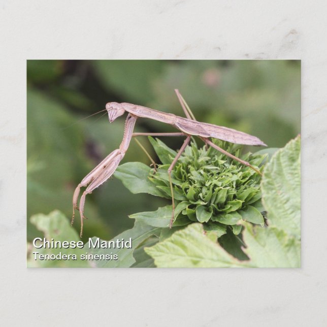 Praying Mantis Vykort (Framsida)