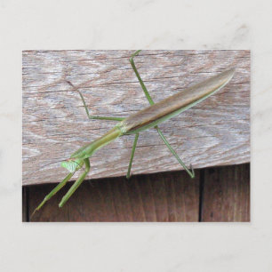 Praying Mantis Vykort