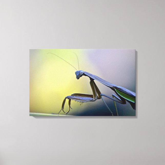 Praying Mantis Wrapped Canvas (Framsida)