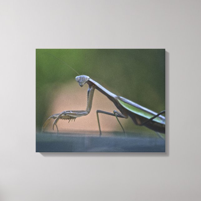 Praying Mantis Wrapped Canvas (Framsida)