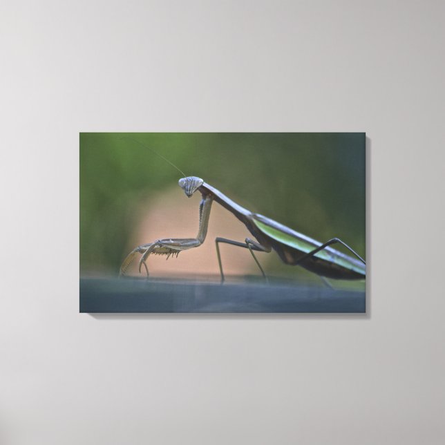 Praying Mantis Wrapped Canvas (Framsida)