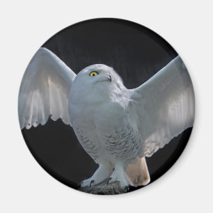 Pre-Flyg kontrollmagnet Magnet