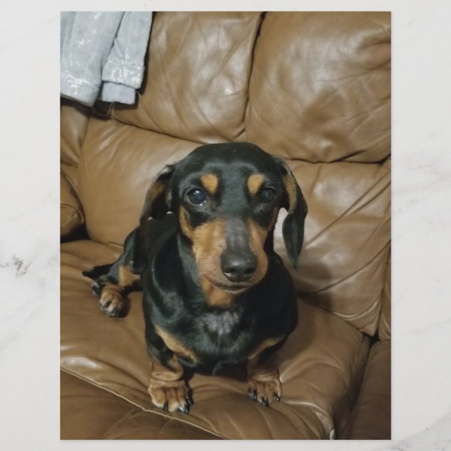 Precious Dachshund (Framsida)