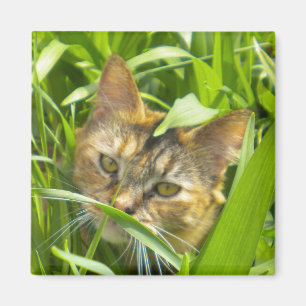 Precious Jungle Kattunge Magnet