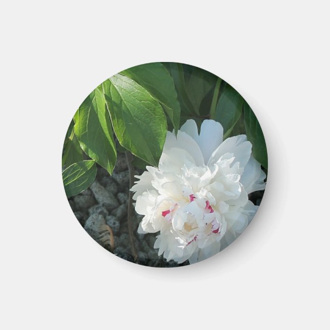 Precious Peony Magnet (Framsidan)