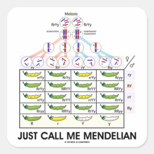 Precis appell mig som är mendelian (Punnett Fyrkantigt Klistermärke
