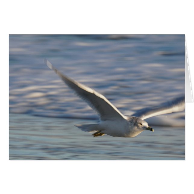 Precis flyga omkring OBS kort (Framsidan Horizontal)