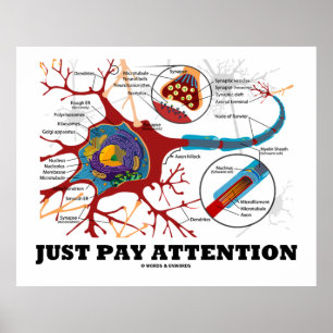 Precis lönuppmärksamhet (Neuron/Synapse) Poster