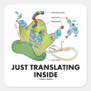 Precis översätta insida (proteinsyntes) fyrkantigt klistermärke