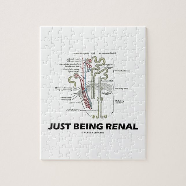 Precis vara Renal (njureNephron den Renal humorn) Pussel (Vertikal)