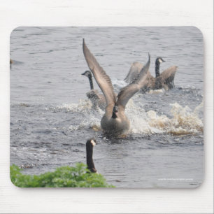 Preening Canada Geese & Vatten Wildlife Musmatta