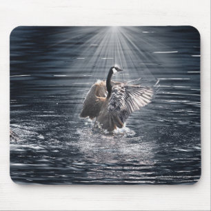 Preening Canada Goose & Vatten Wildlife Musmatta
