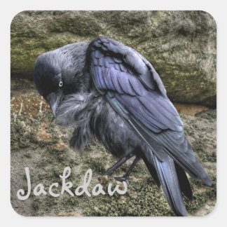 Preening Jackdaw vid Stonehenge, England Fyrkantigt Klistermärke