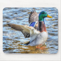 Preening Mallard Anka Birdlover Wildlife