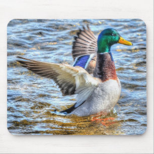 Preening Mallard Anka Birdlover Wildlife Musmatta