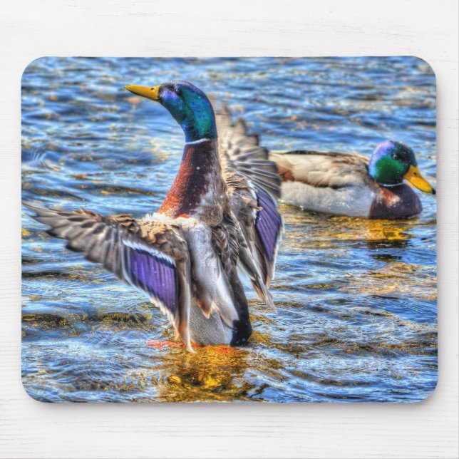 Preening Mallard Anka Birdlover Wildlife Musmatta (Framsidan)