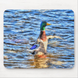 Preening Mallard Anka Birdlover Wildlife Musmatta