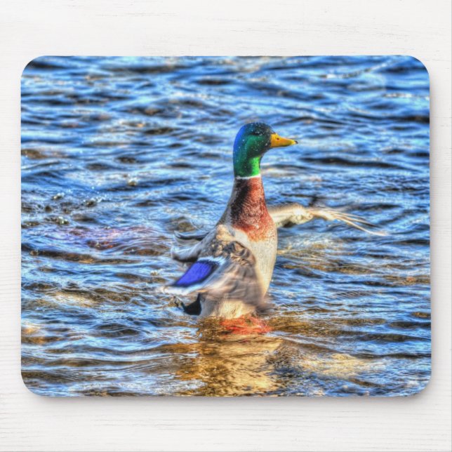 Preening Mallard Anka Birdlover Wildlife Musmatta (Framsidan)