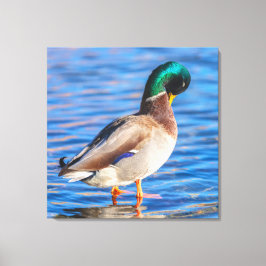 Preening Mallard Canvastryck