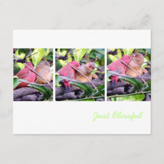 Preening Robins Vykort