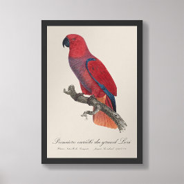 Premiere variete du grand Lori / Eclectus parrot Fototryck