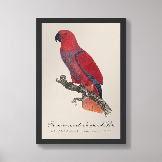 Premiere variete du grand Lori / Eclectus parrot Fototryck (Skapare uppladdad)
