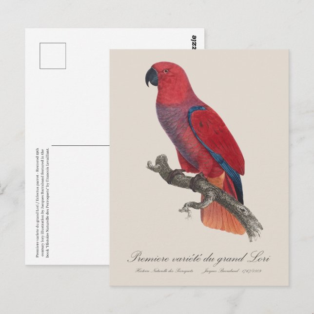 Premiere variete du grand Lori / Eclectus parrot Vykort (Fram/baksida)