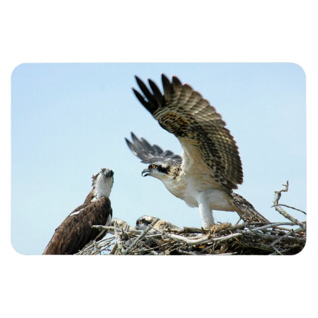 Premium Flexi Magnet för Osprey- eller hökfamiljen (Horisontell)