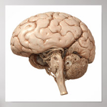 Premium Gilded Design: Luxury Clockwork Organ