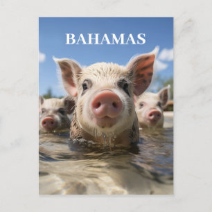 Premium Kvalitet Bahamas Simmande Grisar Exuma Str Vykort