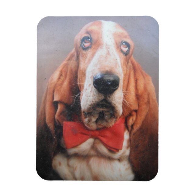 Premium Magnet Basset som finns i rött fält (Vertikal)