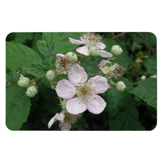 Premium Magnet-blommor Magnet (Horisontell)