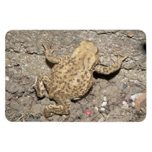 Premium-magnet för Cute Crawling Toad Magnet