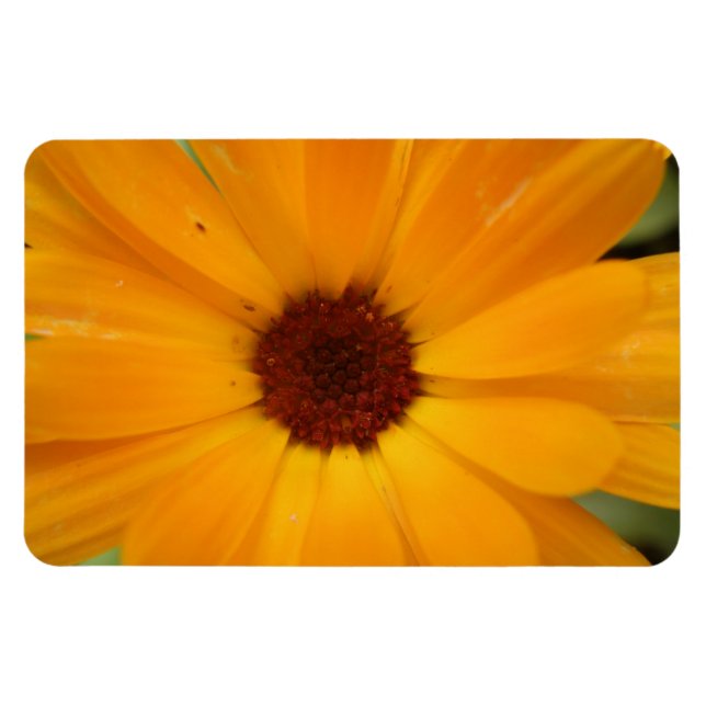 Premium-magnet för Daisy av orange - regn Magnet (Horisontell)
