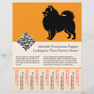 🐾 Premium Pomeranian-valpar tillgängliga nu orang Reklamblad