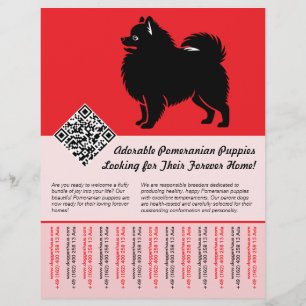 🐾 Premium Pomeranian Valpar Tillgängliga Nu röda Reklamblad