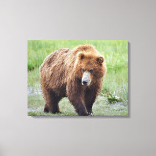 Premium Wrapped Canvas 24 x 18 grizzly björn