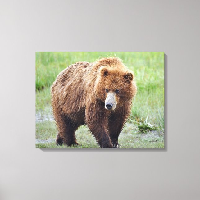 Premium Wrapped Canvas 24 x 18 grizzly björn (Framsida)