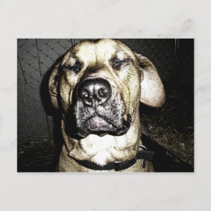 Presa Canario Postcard Vykort