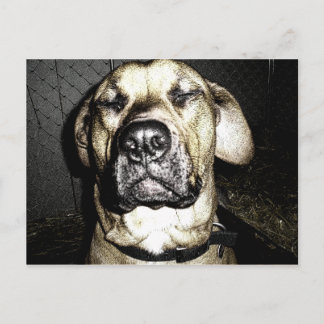 Presa Canario Postcard Vykort