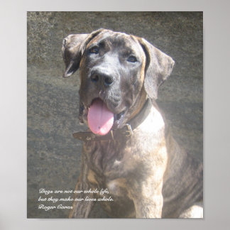 Presa Canario Valp Skriv ut Poster