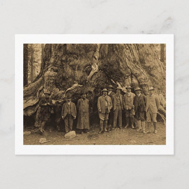 President Roosevelt och John Muir Beneath (Sepia) Vykort (Framsida)