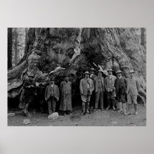 President Roosevelt och John Muir California 1903 Poster