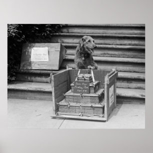 PresidentHardings Airedale Terrier, 1922 Poster