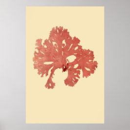 Pressad Sjögräs, ursprunglig tredjedel av fyra Poster