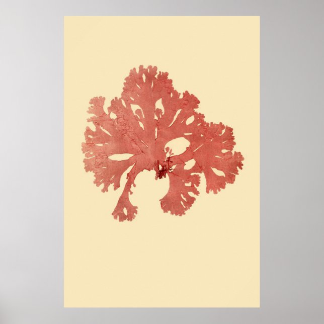 Pressad Sjögräs, ursprunglig tredjedel av fyra Poster (Framsidan)