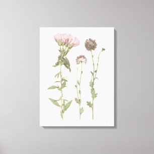 Pressade blodkroppar - Rosa Canvastryck