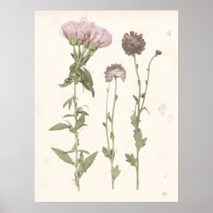 Pressade blodkroppar - Rosa Poster